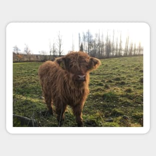 Scottish Highland Cattle Calf 1844 Sticker